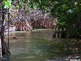 Punta Vaca Beach - VIEQUES